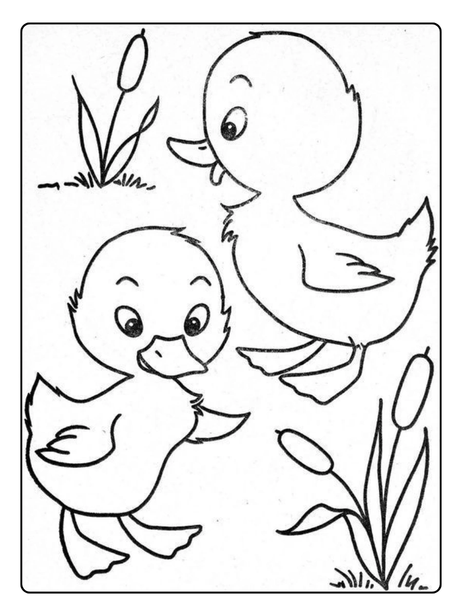 Disegni da colorare anatra realistica