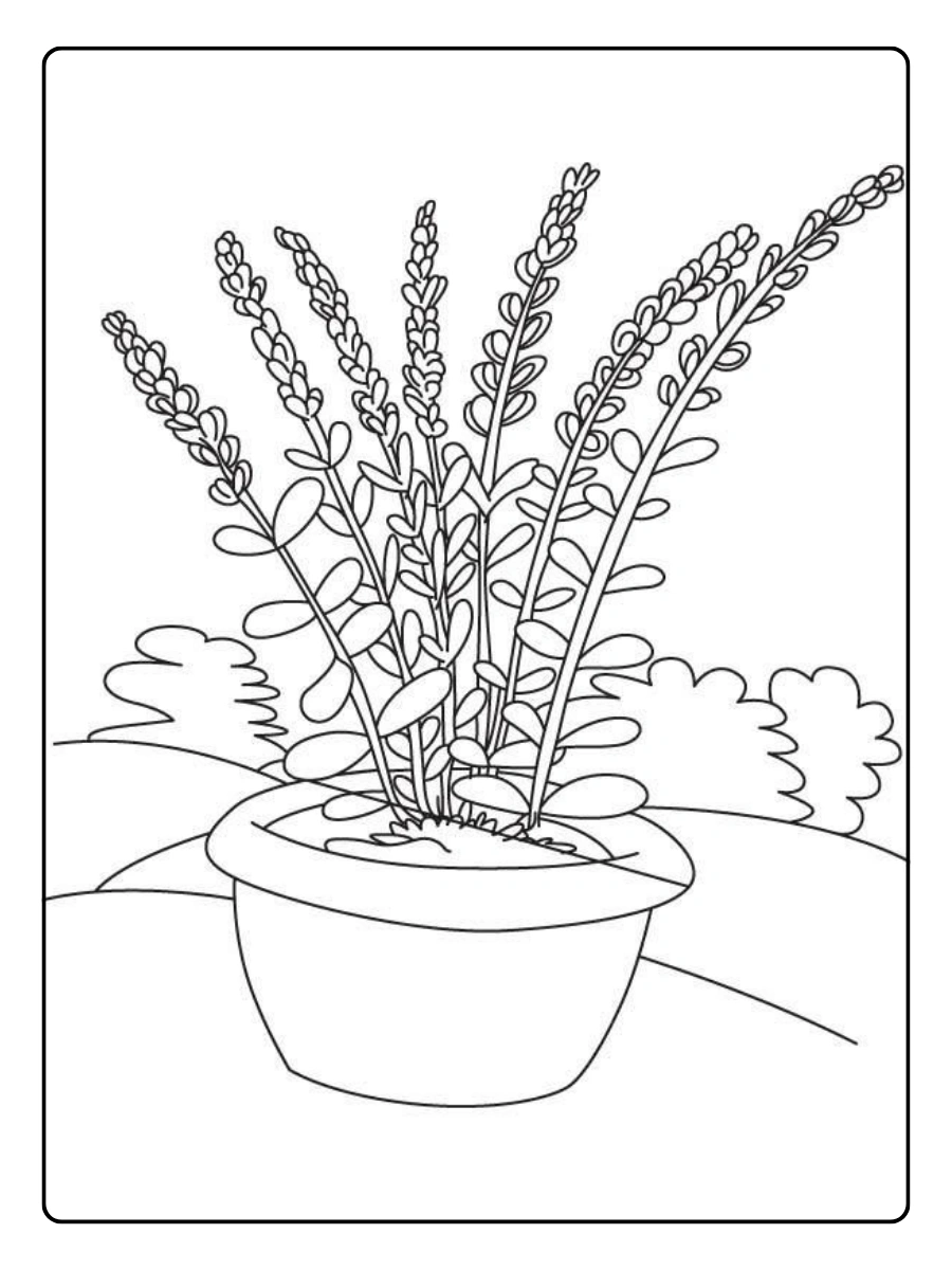 Disegni da colorare di piante da giardino lavanda