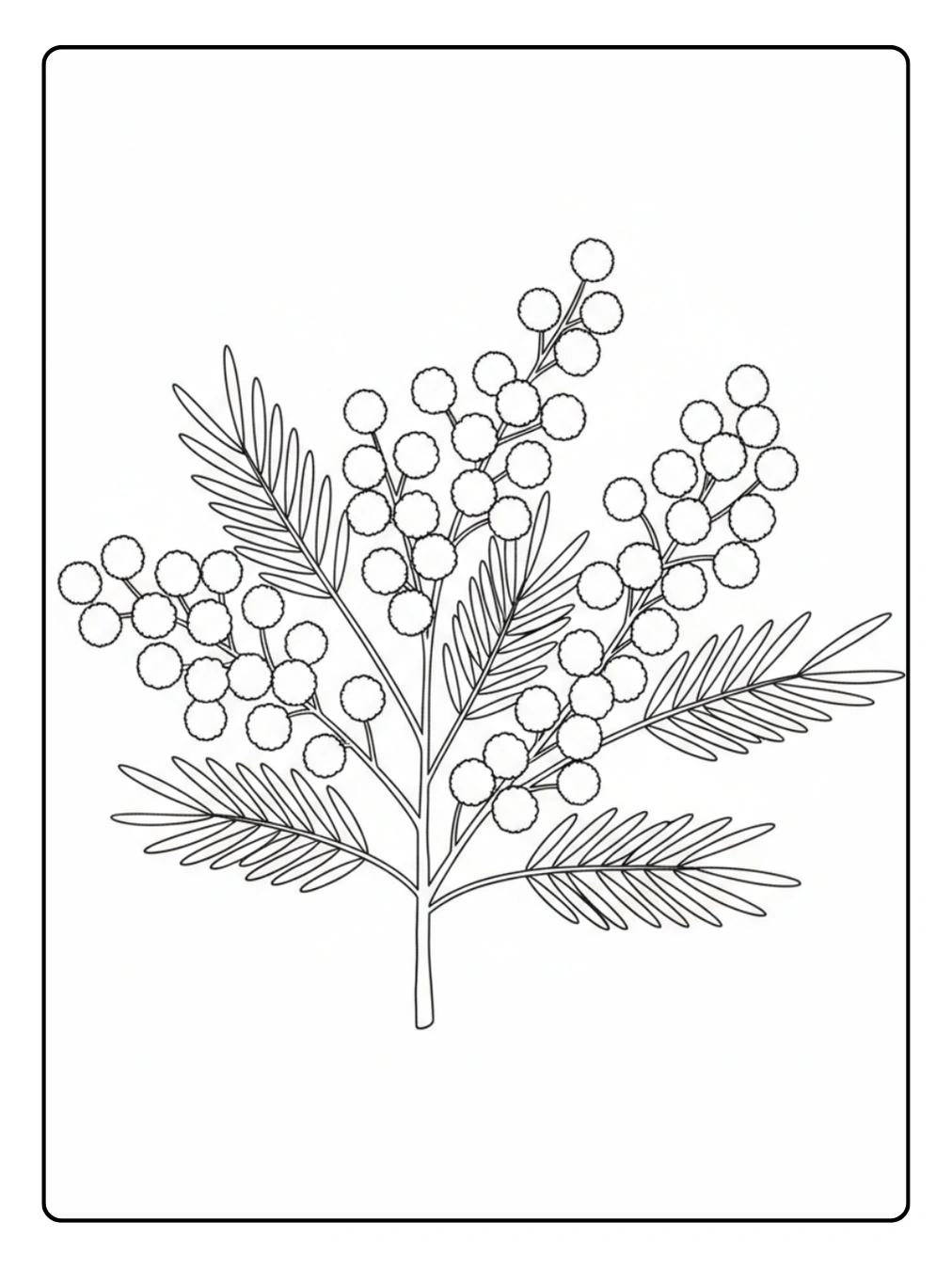 Disegni Mimosa da Colorare – Mimosa 8 Marzo