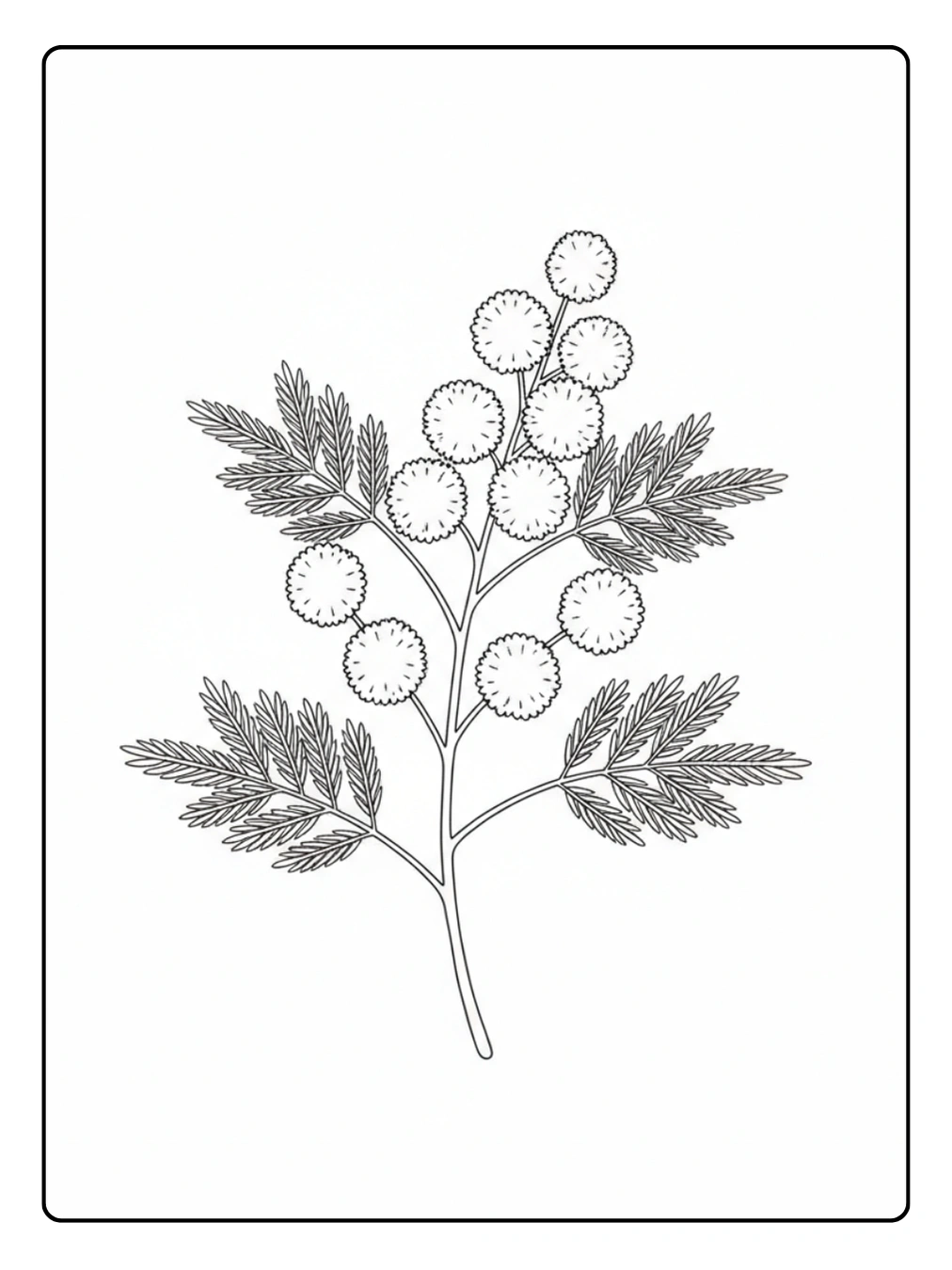 Disegni Mimosa da Colorare – Mimosa Festa della Donna