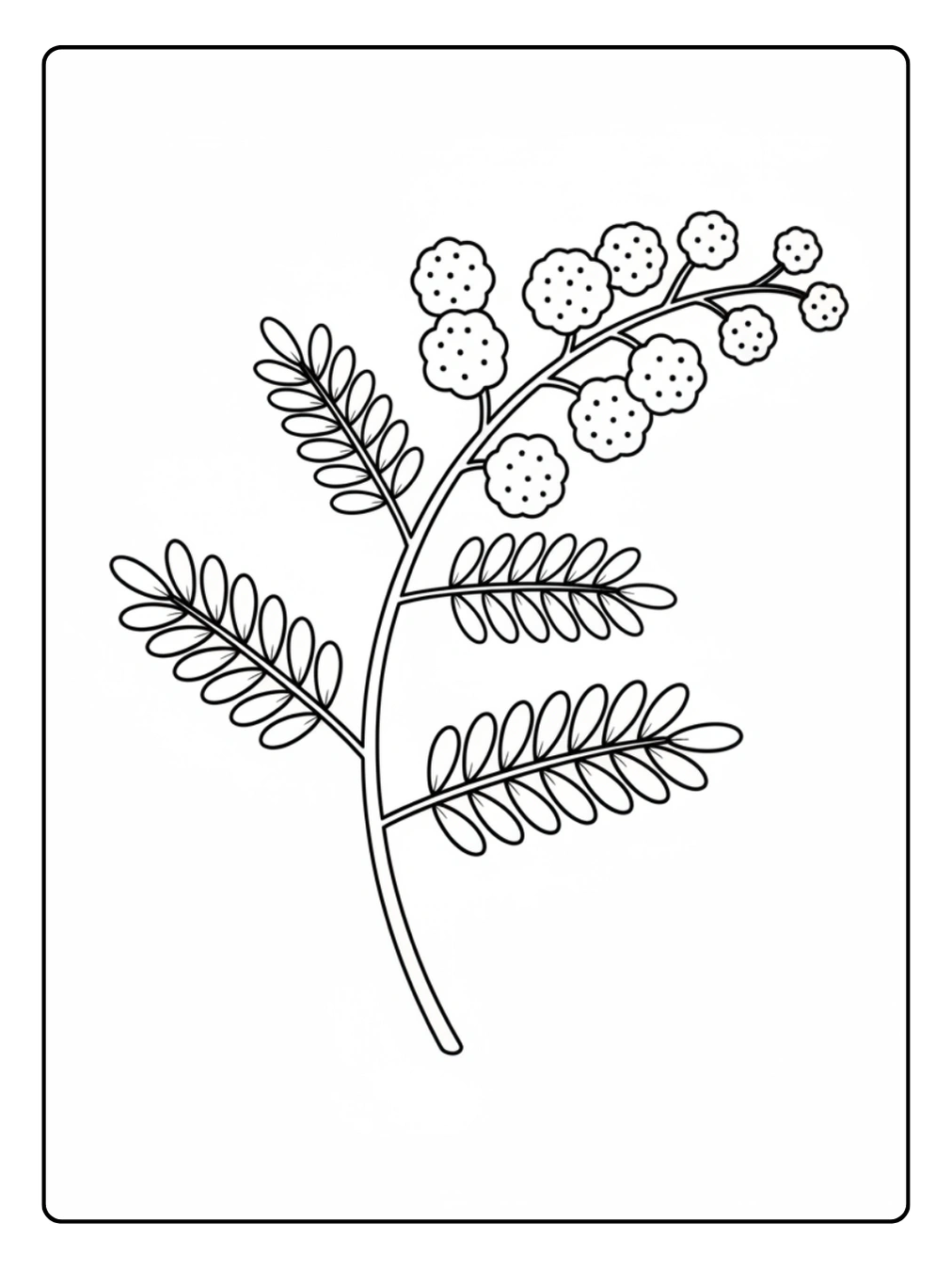 Disegni Mimosa da Colorare – Mimosa facile
