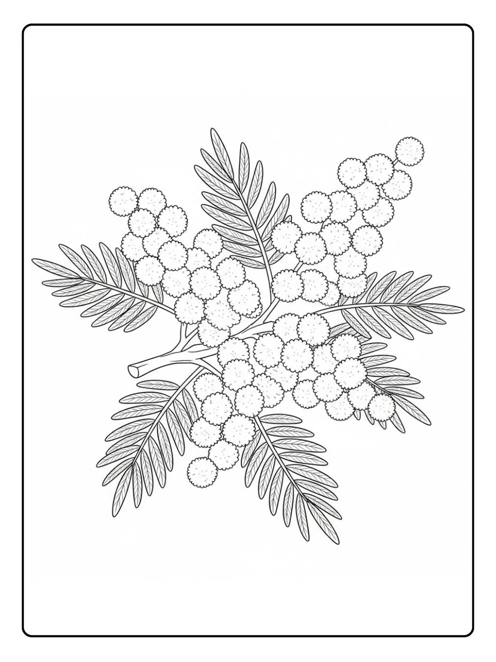Disegni Mimosa da Colorare – Mimosa per bambini