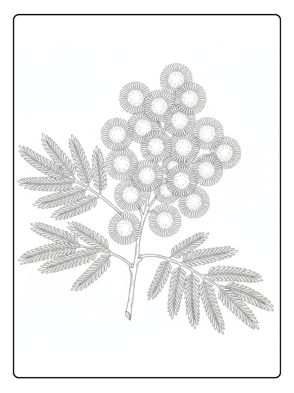 Disegni Mimosa da Colorare – Mimosa realistica