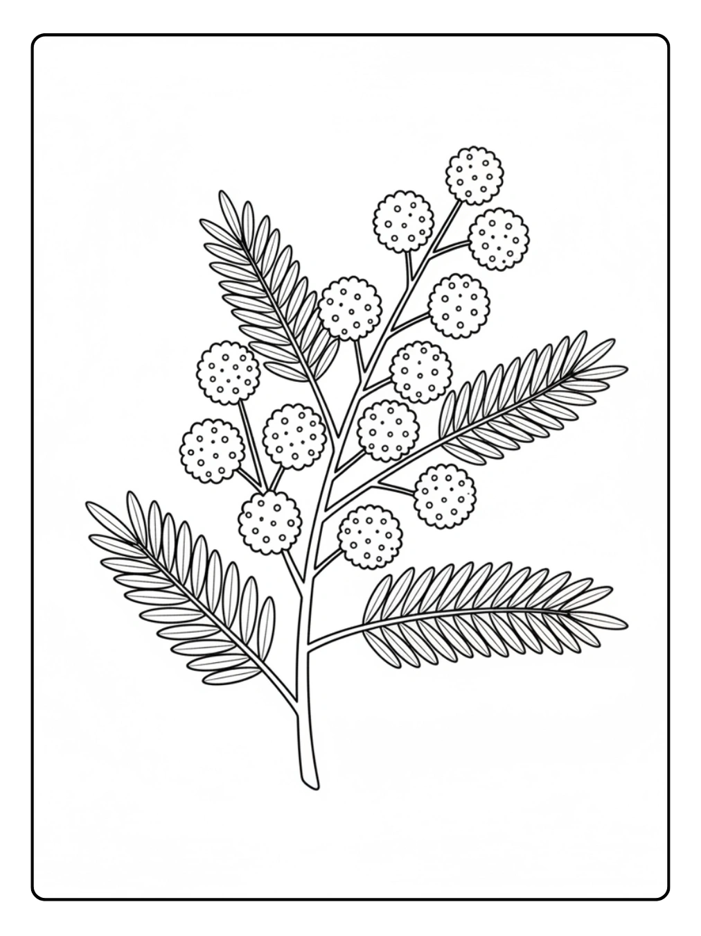 Disegni Mimosa da Colorare – Mimosa stilizzata