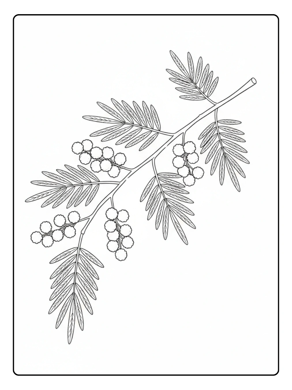 Disegni Mimosa da Colorare – Ramo di mimosa semplice
